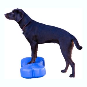 Introduce your dog to the K9FITBone slowly, working up getting his front paws on it.