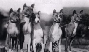 Basenji 1937