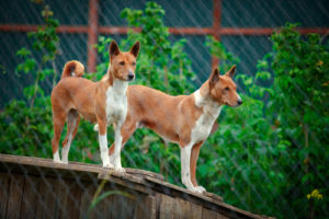 Basenji Modern