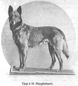 Malinois old