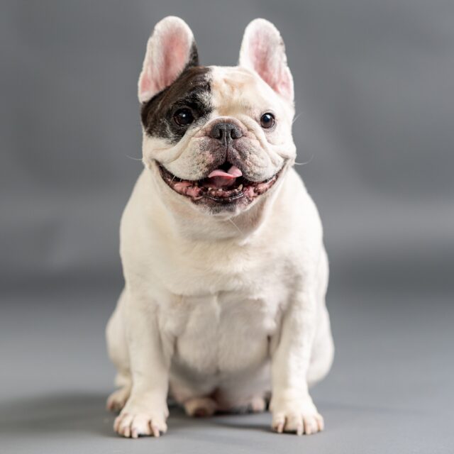 Manny the Frenchie