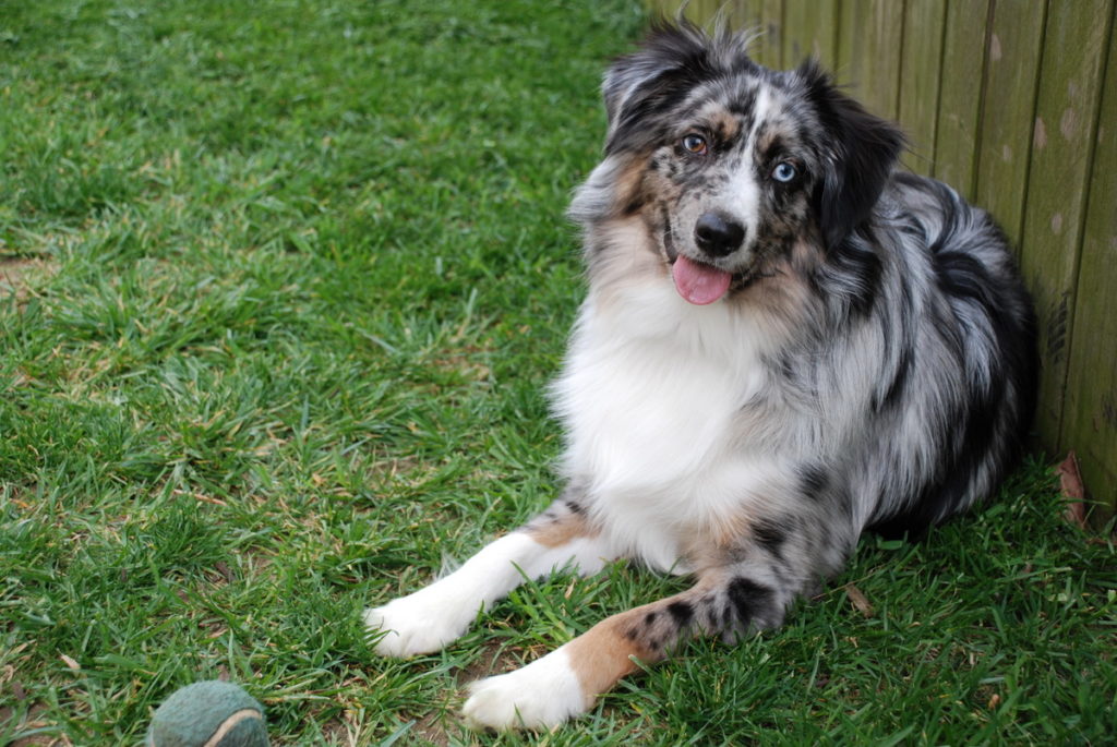 "Miniature Australian Shepherd blue merle" by Mike from Baltimore, USA - How About Now?. Licensed under Creative Commons Attribution 2.0 via Wikimedia Commons 