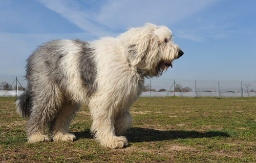 least aggressive dog breeds big fluffy sheepdog