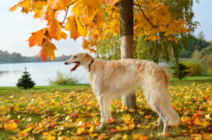 borzoi modern