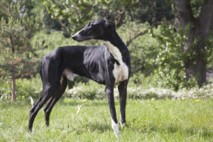 greyhound modern