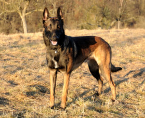 malinois modern