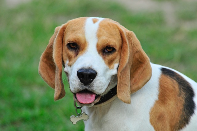 beagle gentle dog breed