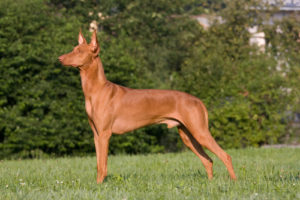 pharaoh hound modern