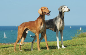 saluki modern