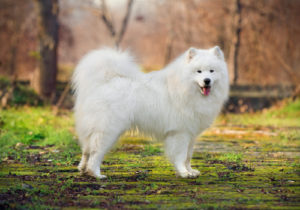 samoyed modern