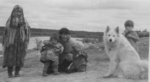 samoyed old