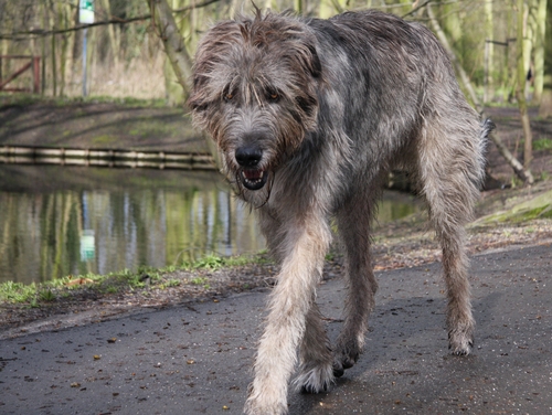 irish-wolfhound-dog-breed