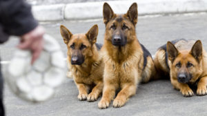This owner has these shepherds' undivided attention because he is holding what they WANT