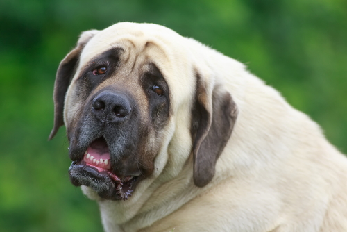 gentle giant dog breeds english mastiff