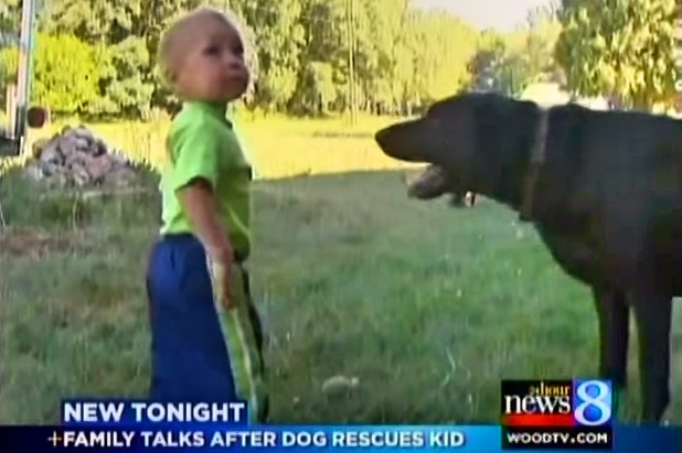 When This Toddler Fell Into The Pool, His Dog Immediately Jumped Into Action