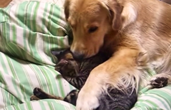 Feeling Sad? Here's 50 Seconds of The Cutest Snuggle Buddies On The Planet!