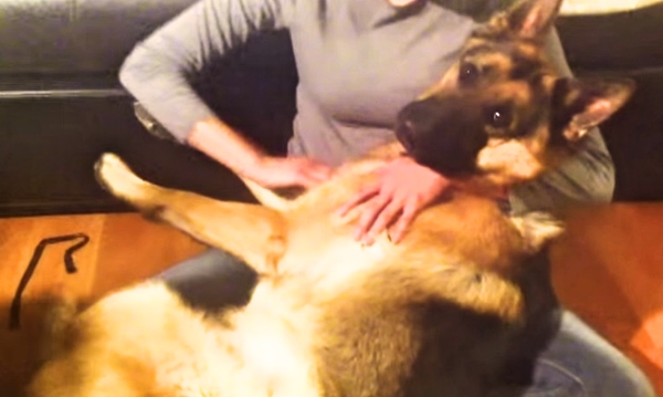 Huge German Shepherd Cries Like a Tiny Baby When You Stop Petting Him