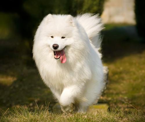 fluffiest dog in the world