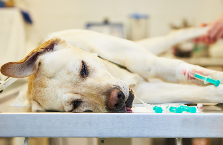 8 Questions Everyone Should Ask Their Vet