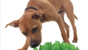 PetWireDaily — 10 Fun Mind Games for Your Dog