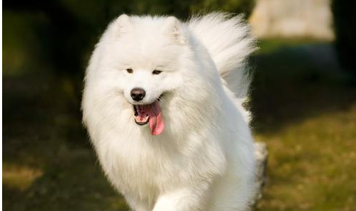 cloud dog breed