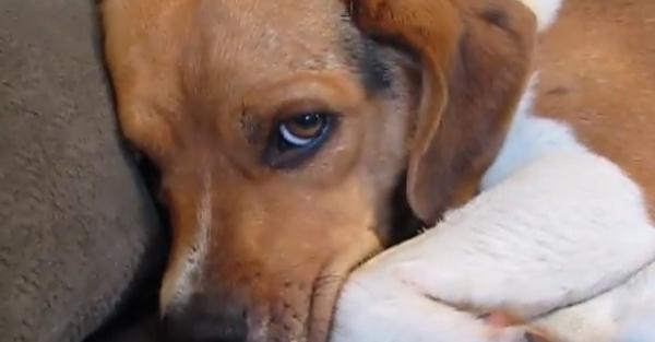 11 Guilty Dogs Who Are Very Sorry!