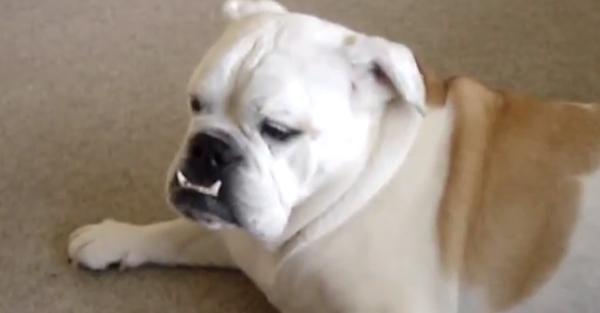 24 Awesome Pets Who Can Talk Like Humans!