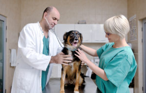 As your dog ages, they will need more check-ups to make sure everything is fine.