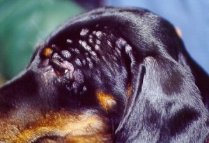 In rare cases, dogs can have reactions to vaccines. Image source: http://www.petmd.com