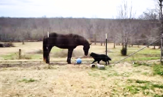 Horse & Dog Are Best Friends. The Video So Cute It Might Crash The Internet!