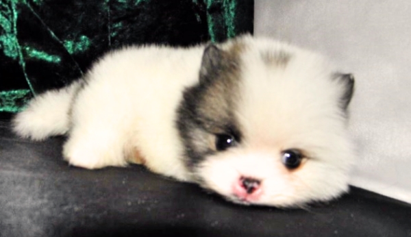Mickey The Tiny Pomeranian Will Take Your Breath Away With His Cuteness!
