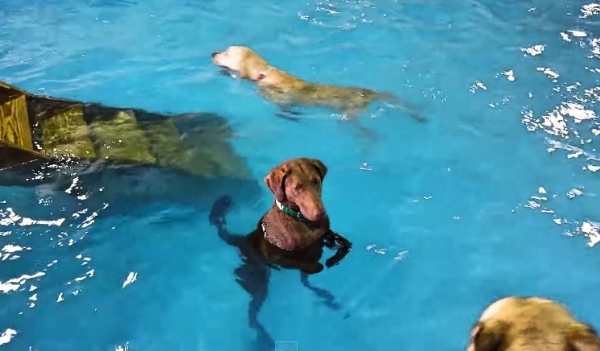 This Dog LOVES The Water, But Refuses To Swim
