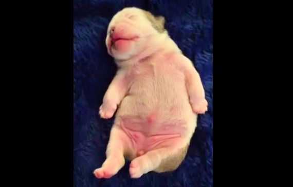 They Recorded a Bulldog Puppy Dreaming, And It’s Pretty Much Required Viewing! :)