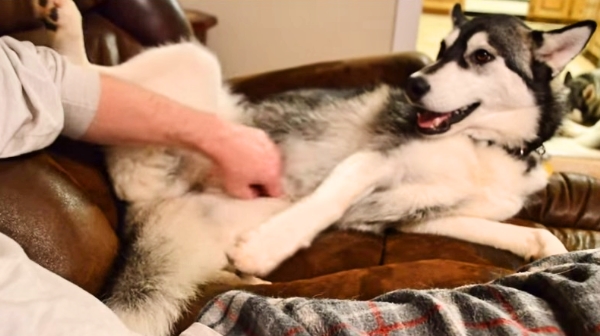 Watch These Pups And Their Genius Ways of Getting Never Ending Belly Rubs