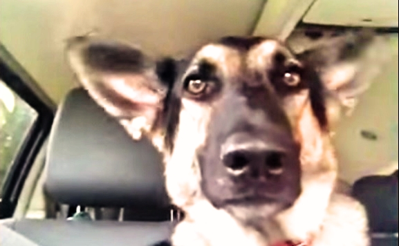 GONE VIRAL: This Dog’s Dancing Ears Are Taking The Internet By Storm!