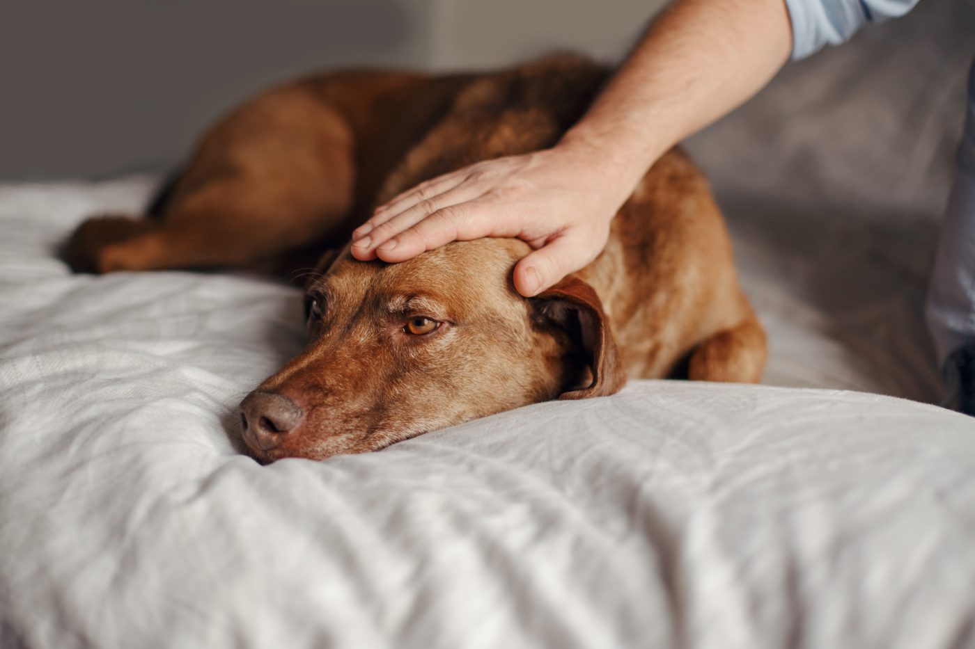 Petting sad sick dog