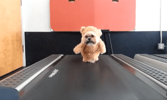 Munchkin The Teddy Bear Dog Is Back At It, This Time Working On His Fitness!