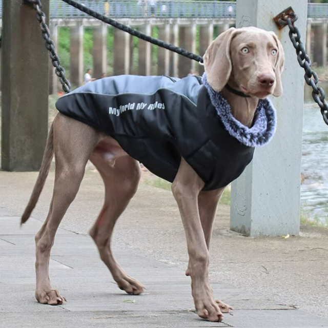FunnyFuzzy High Collar Warm Dog Jacket Thickened Dog Cotton Coat