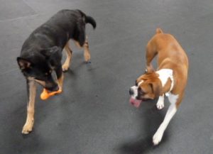 These dogs are playing well and enjoying daycare. Photo credit: Liz Randall, Dogs Abound