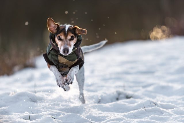 cold weather gear for dogs