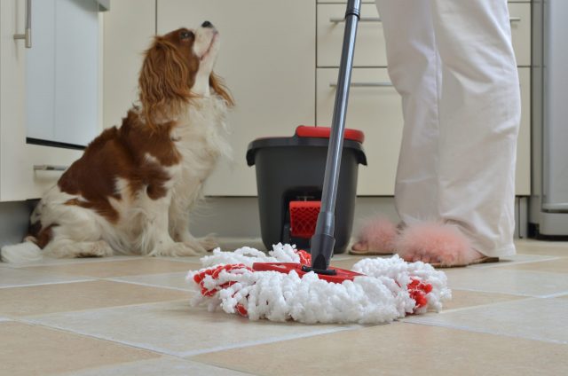 best cleaning products that are safe for dogs