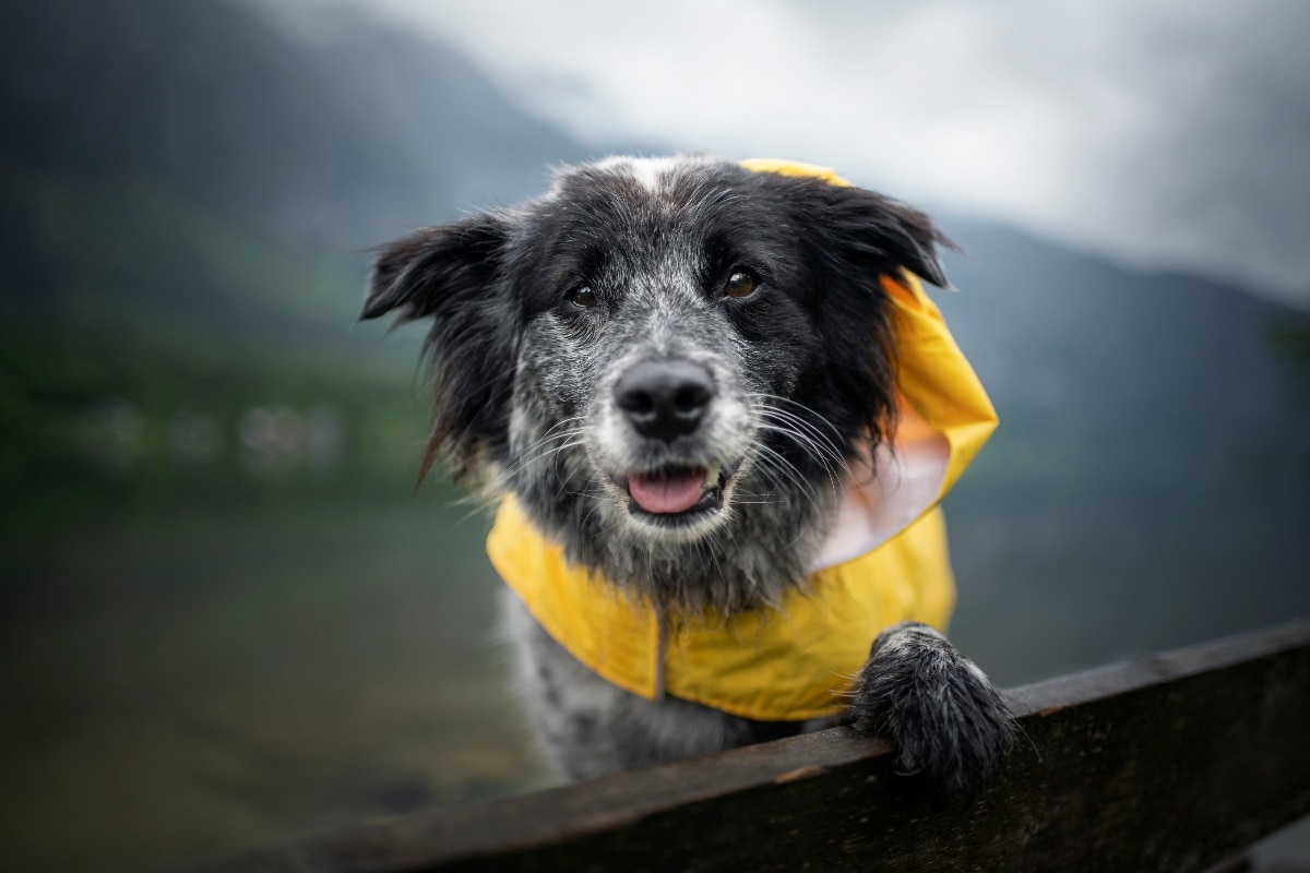 13 Wet Weather Dog Products That Make Your Life Easier