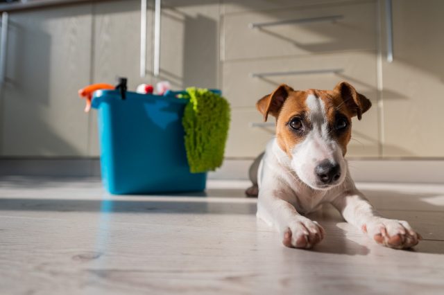 cleaning products safe for dogs