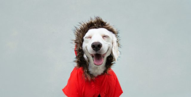 dog products for winter