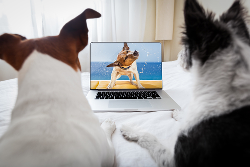 dogs decoded netflix