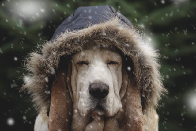 winter essentials for dogs