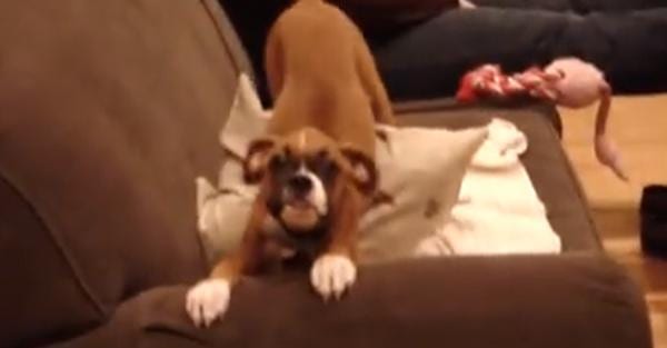 Bella The Boxer Becomes A Total Wigglebutt When Daddy Comes Home!