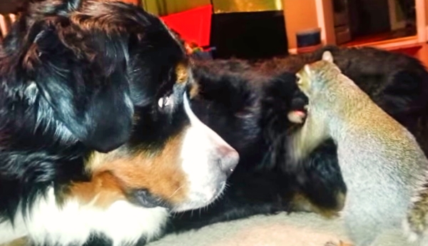 This Squirrel Found The Perfect Spot To Hide His Nut -- In The Fur Of His Dog Friend!