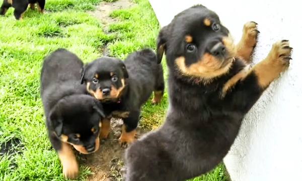 This Gang Of Rottweiler Pups Enjoying A Day Outside Will Leave You Smiling All Day!