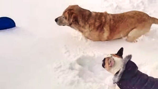 Check Out This Labrador Helping His Little Friend Retrieve A Toy In The Snow